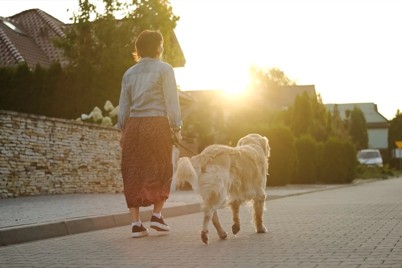 A person walking a golden retriever along a quiet suburban street at sunset